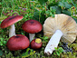 Russula vinososordida