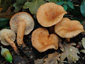 Lactarius decipiens