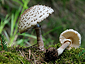 Leucoagaricus nympharum