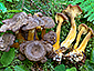 Craterellus tubaeformis