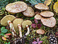 Suillus flavidus