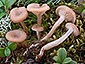 Clitocybe diatreta