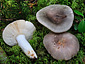 Russula atroglauca