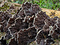 Auricularia mesenterica