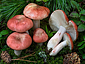 Russula sanguinea