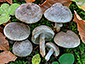 Lactarius fluens