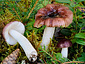 Russula nitida