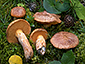 Suillus tridentinus