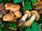 Cortinarius rubicundulus