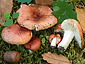 Russula lutensis