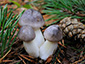 Tricholoma portentosum