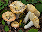 Russula maculata