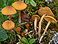 Calocybe naucoria