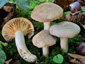 Lactarius azonites fo. azonites