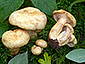 Lactarius flavoaspideus