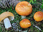 Russula decolorans