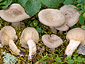 Lactarius glyciosmus