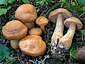 Cortinarius renidens