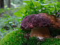 Boletus pinophilus