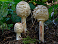 Chlorophyllum rachodes