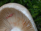 Lactarius acris