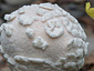 Lycoperdon mammiforme