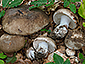 Russula nigricans