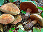 Boletus mendax