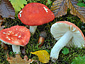 Russula pseudointegra