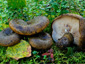 Lactarius turpis