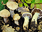 Cortinarius araneosovolvatus