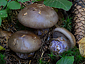 Cortinarius purpurascens