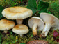 Lactarius leonis