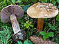 Cortinarius haasii