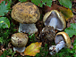 Cortinarius anserinus