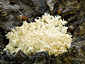 Hericium clathroides