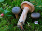 Lactarius fennoscandicus