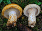 Lactarius scrobiculatus (sx) vs leonis (dx)