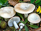 Russula roseoaurantia