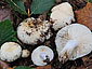 Russula raoultii