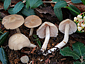 Entoloma rhodopolium