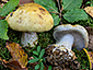 Cortinarius anserinus