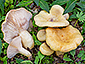 Lactarius flavoaspideus