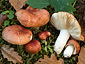 Russula lutensis