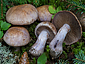 Cortinarius variecolor