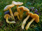 Hygrocybe ceracea