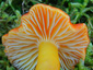 Hygrocybe splendidissima