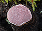 Fomitopsis rosea