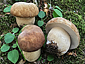 Boletus reticulatus