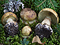 Cortinarius sulfurinus